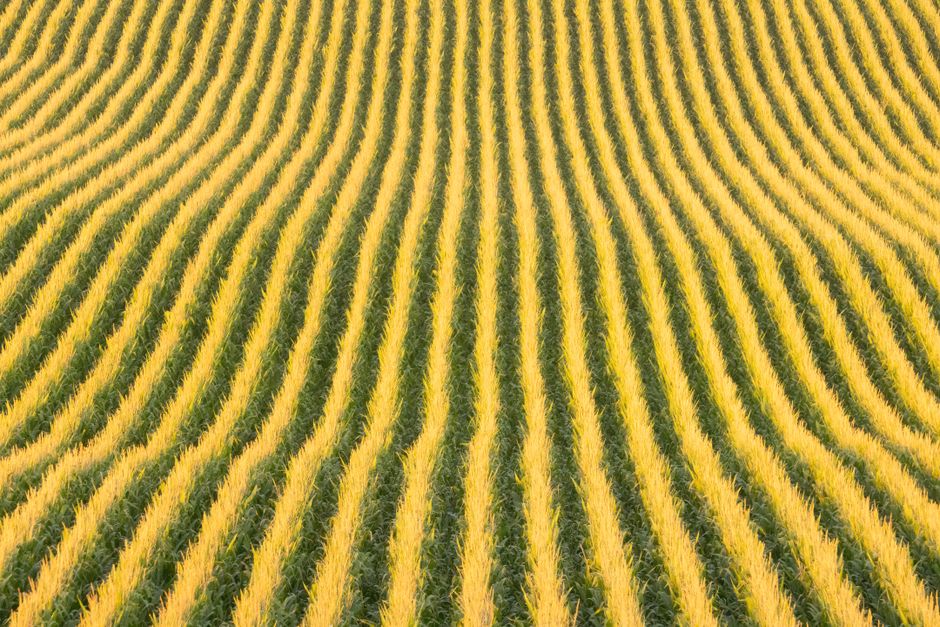 Wide view of a green crop field under open sky